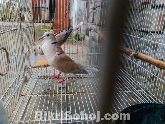 Australian Dove With Baby